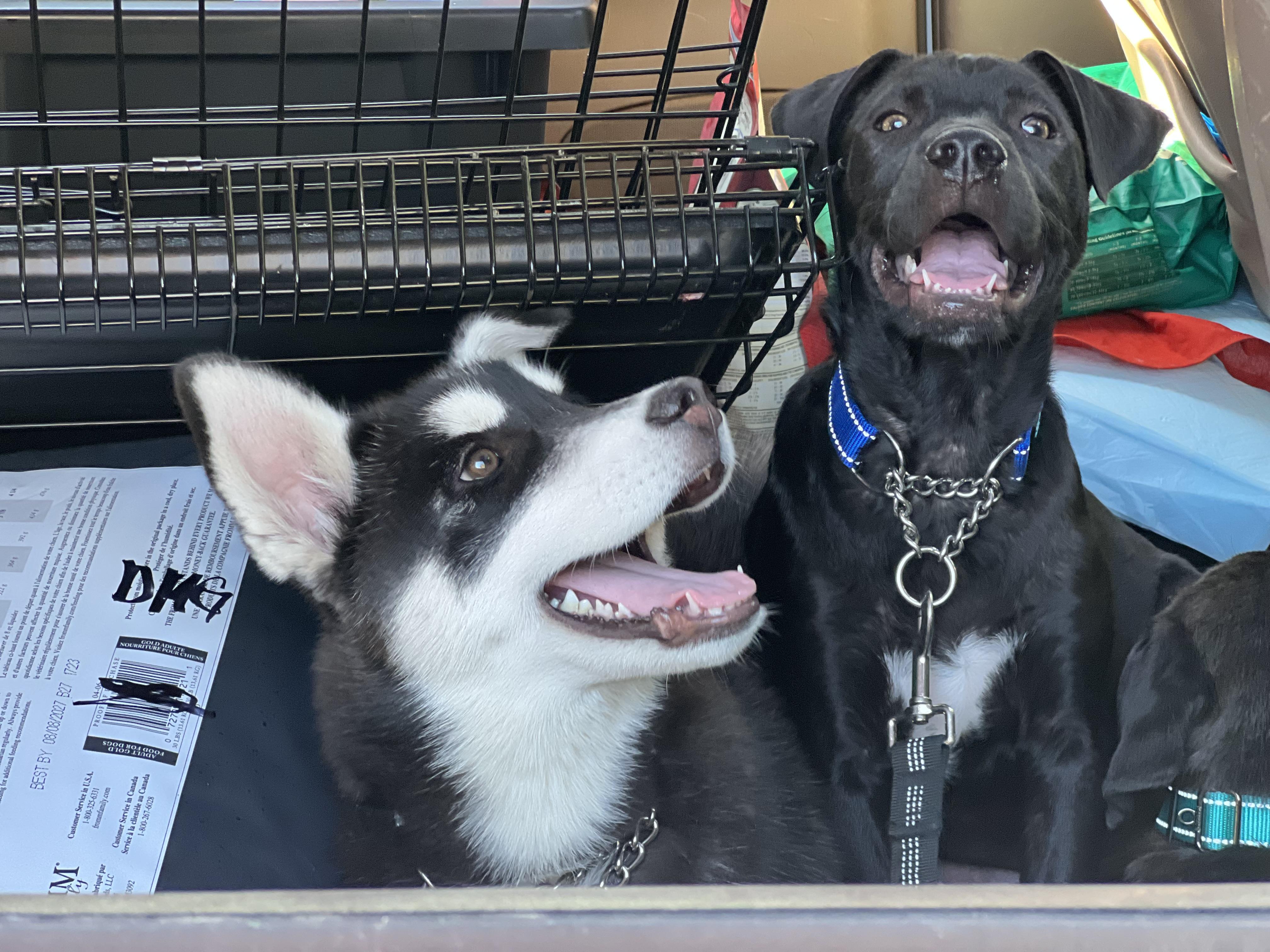 Enlarge Tundra , a ADOPTABLE mixed breed in Mt Pleasant, SC image 6/6