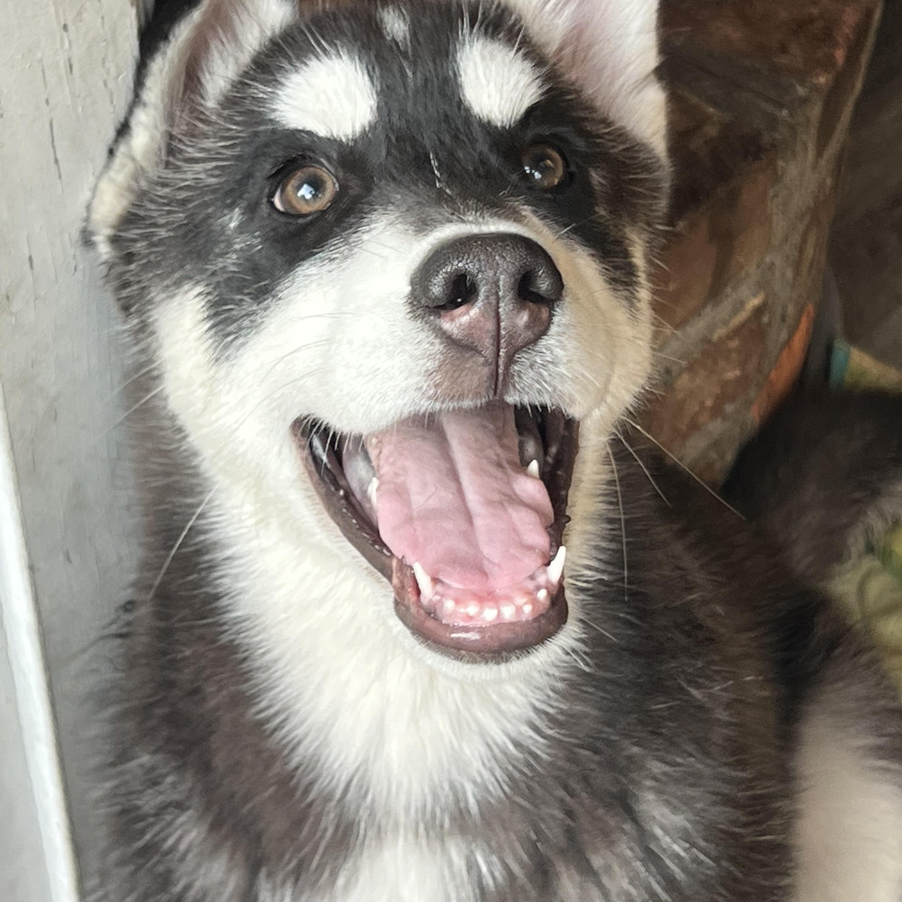 Enlarge Tundra , a ADOPTABLE mixed breed in Mt Pleasant, SC image 3/6