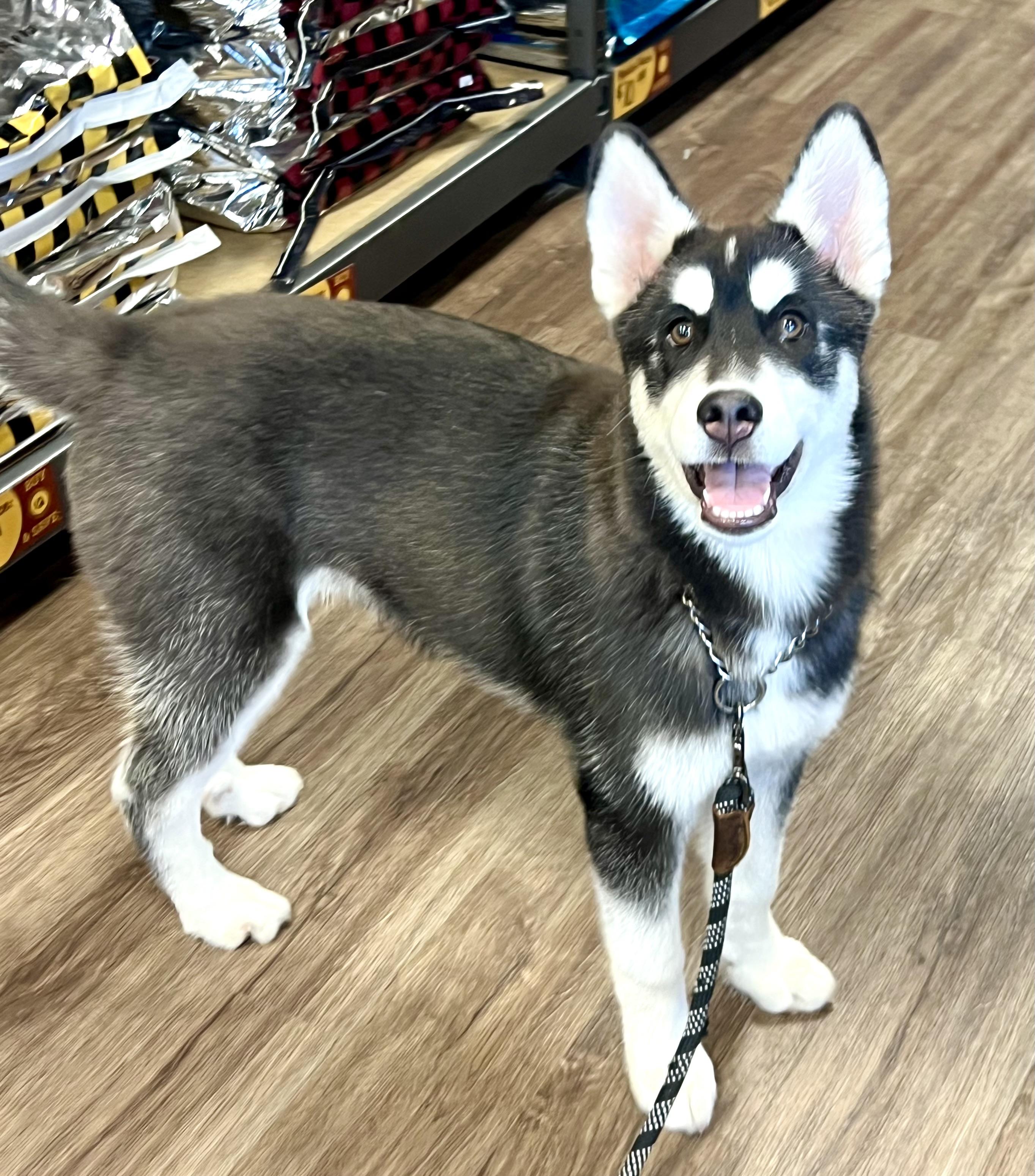 Enlarge Tundra , a ADOPTABLE mixed breed in Mt Pleasant, SC image 2/6