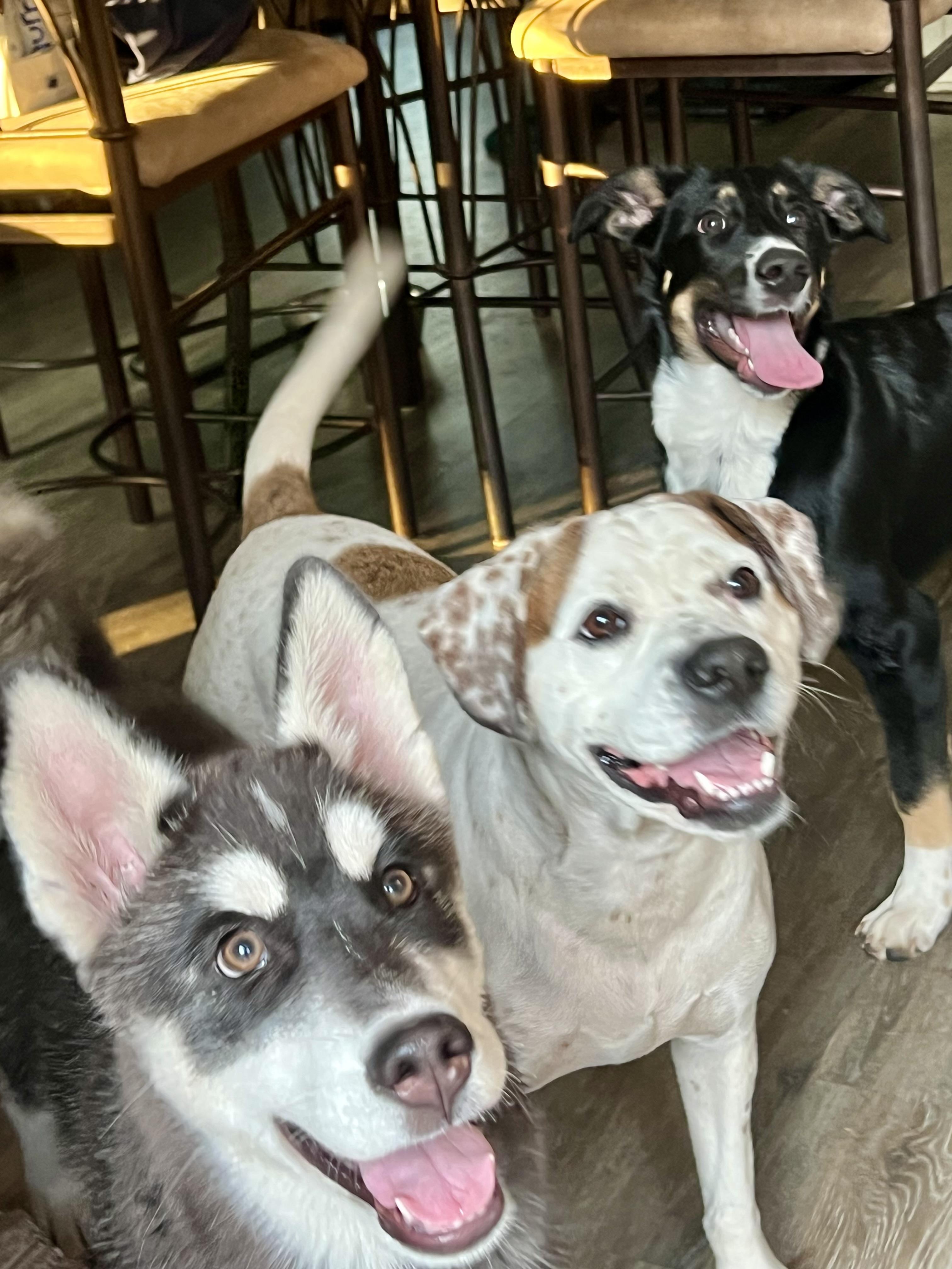 Enlarge Tundra , a ADOPTABLE mixed breed in Mt Pleasant, SC image 5/6