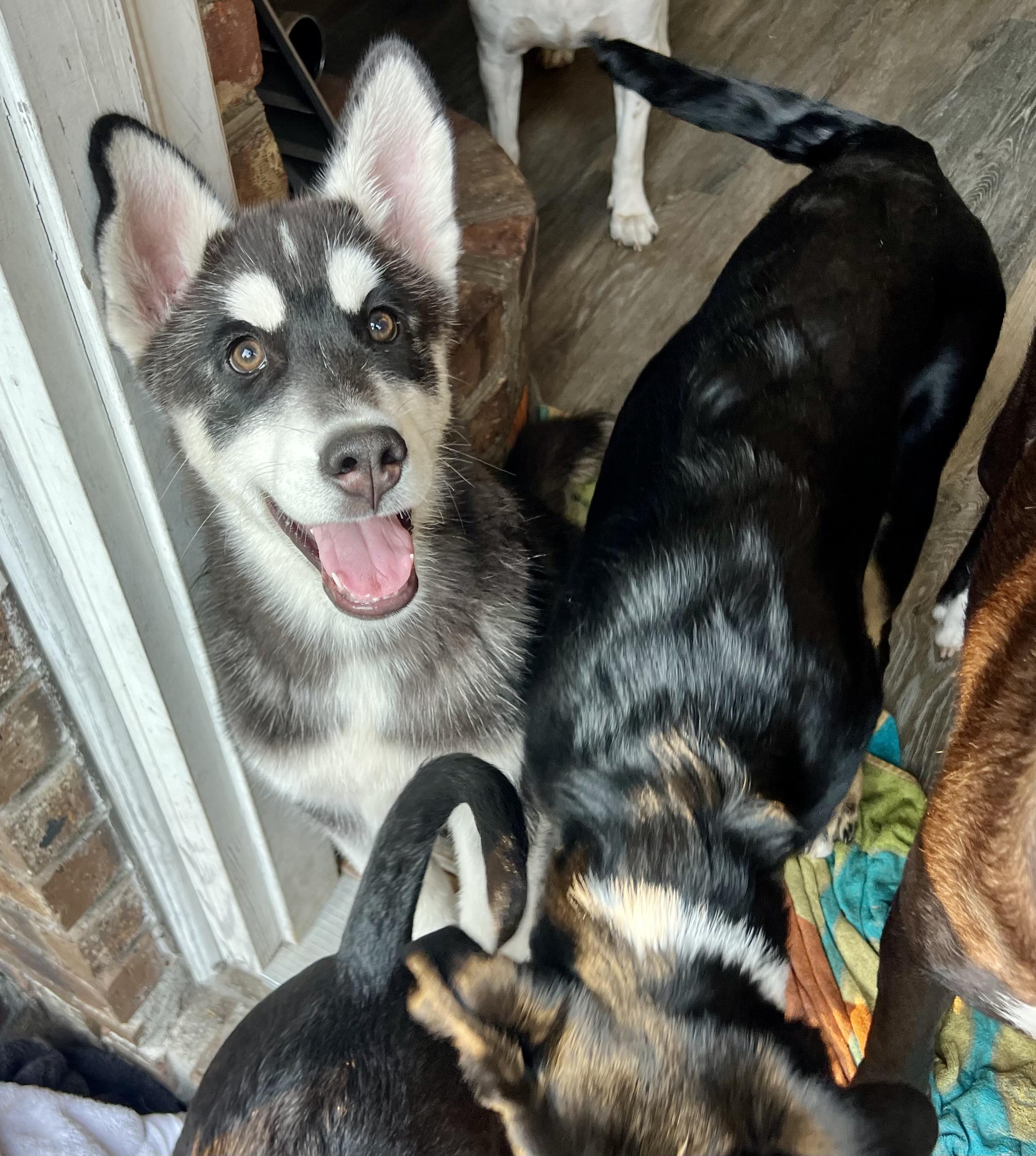 Enlarge Tundra , a ADOPTABLE mixed breed in Mt Pleasant, SC image 6/6