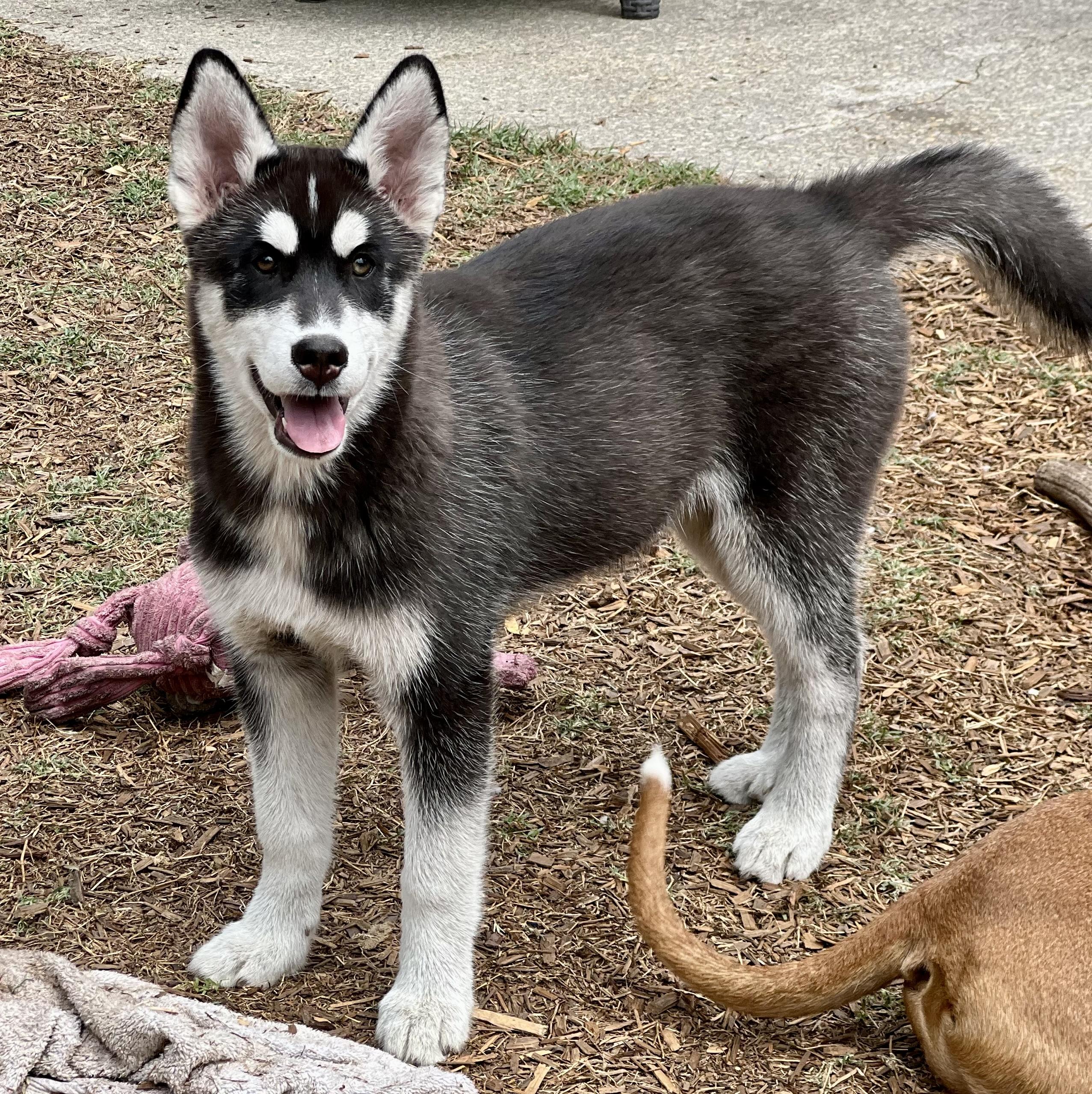 Enlarge Tundra , a ADOPTABLE mixed breed in Mt Pleasant, SC image 2/6