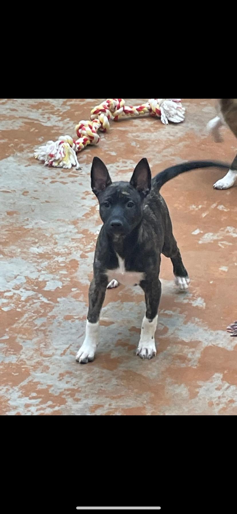 Enlarge Malibu , an adopted mixed breed in Towanda, PA image 2/2