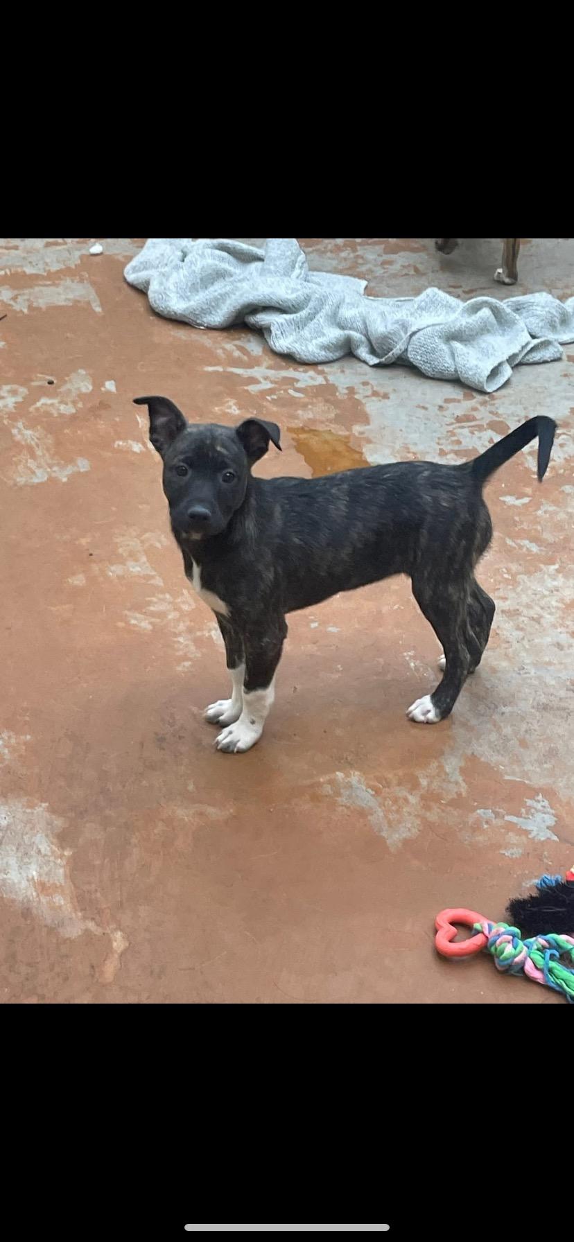 Enlarge Malibu , an adopted mixed breed in Towanda, PA image 1/2