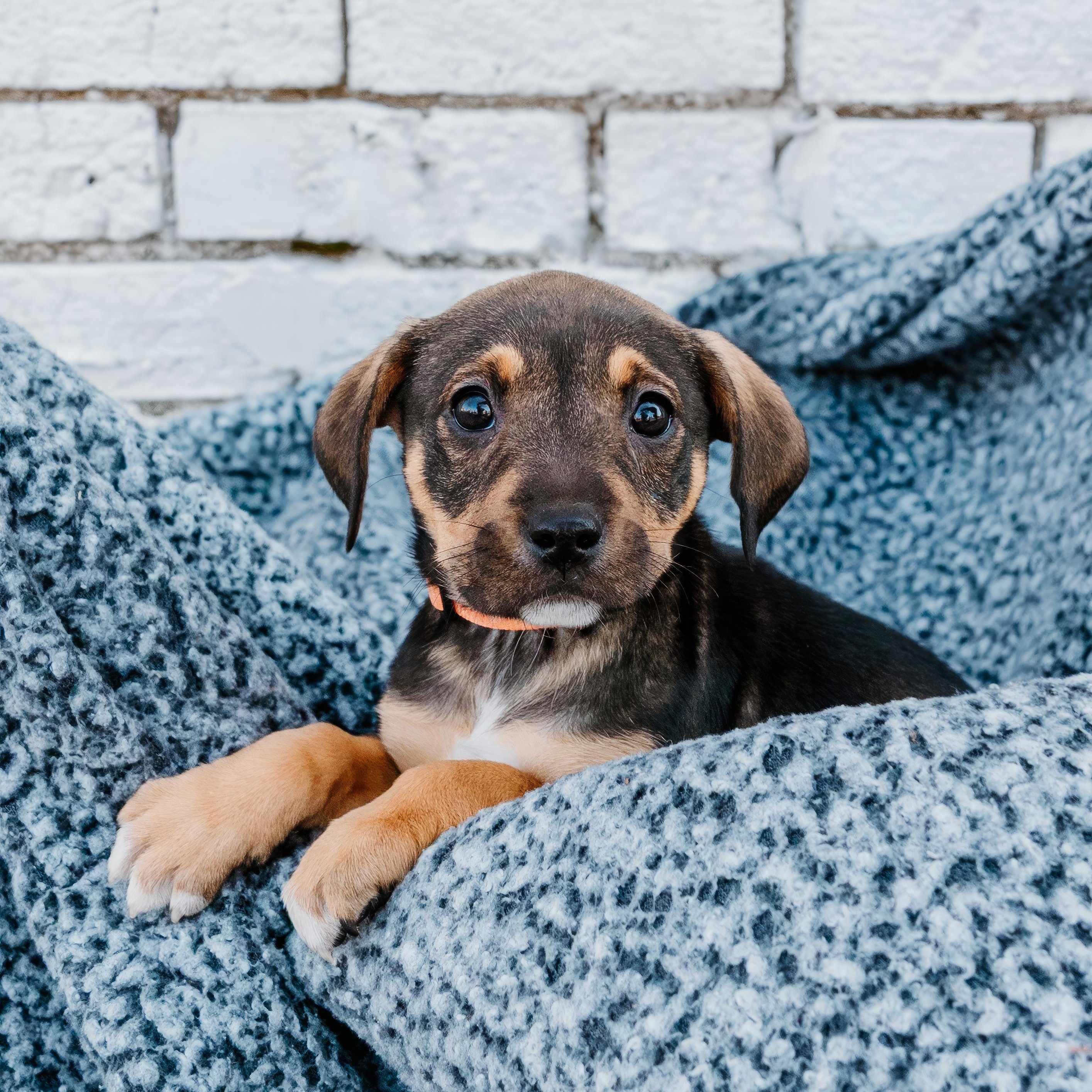 Boxster, Adoptable, Puppy Female Boxer & Mixed Breed.
