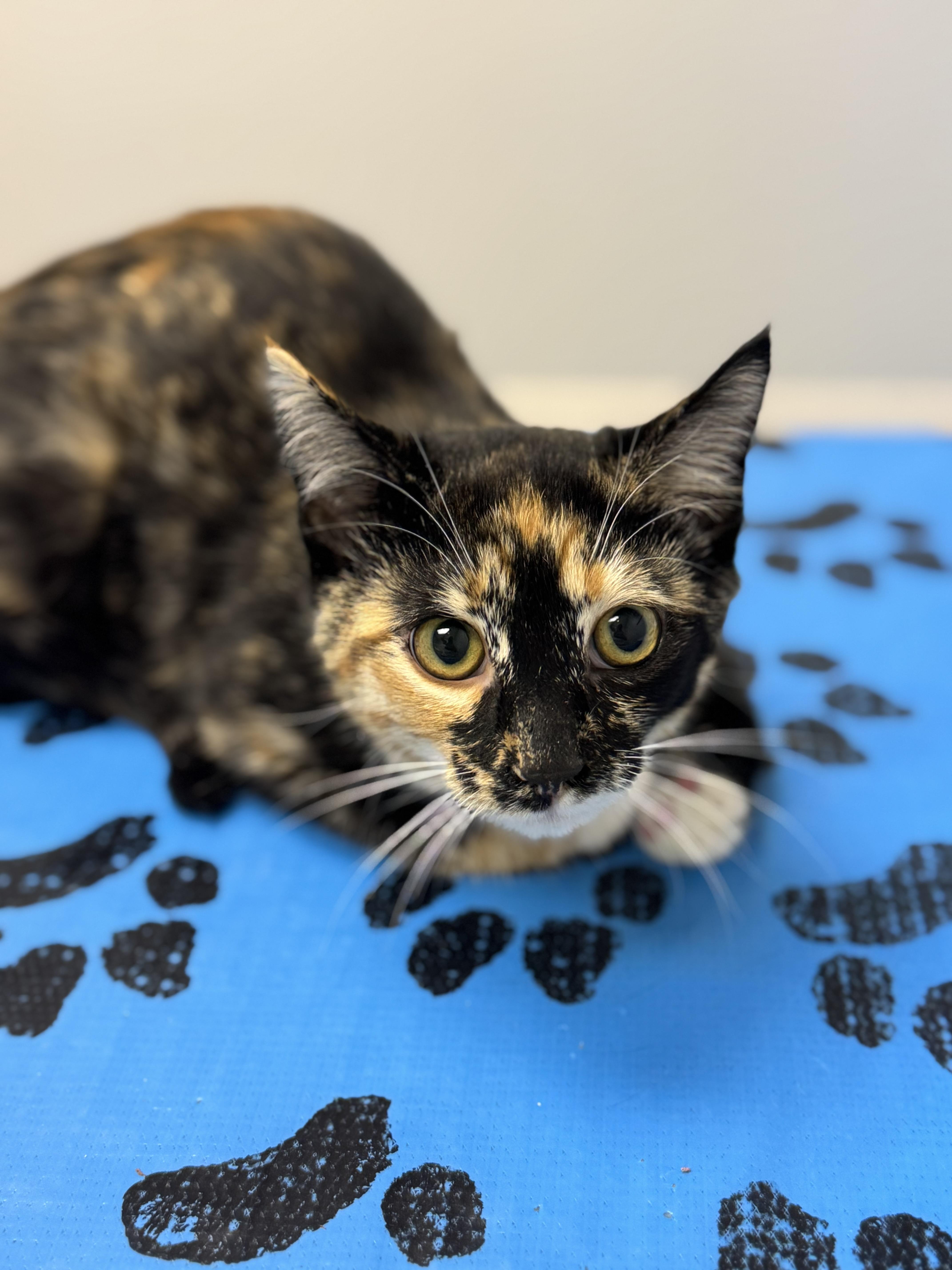 Sami, a Adoptable Domestic Short Hair in Crossville, TN image 1/2