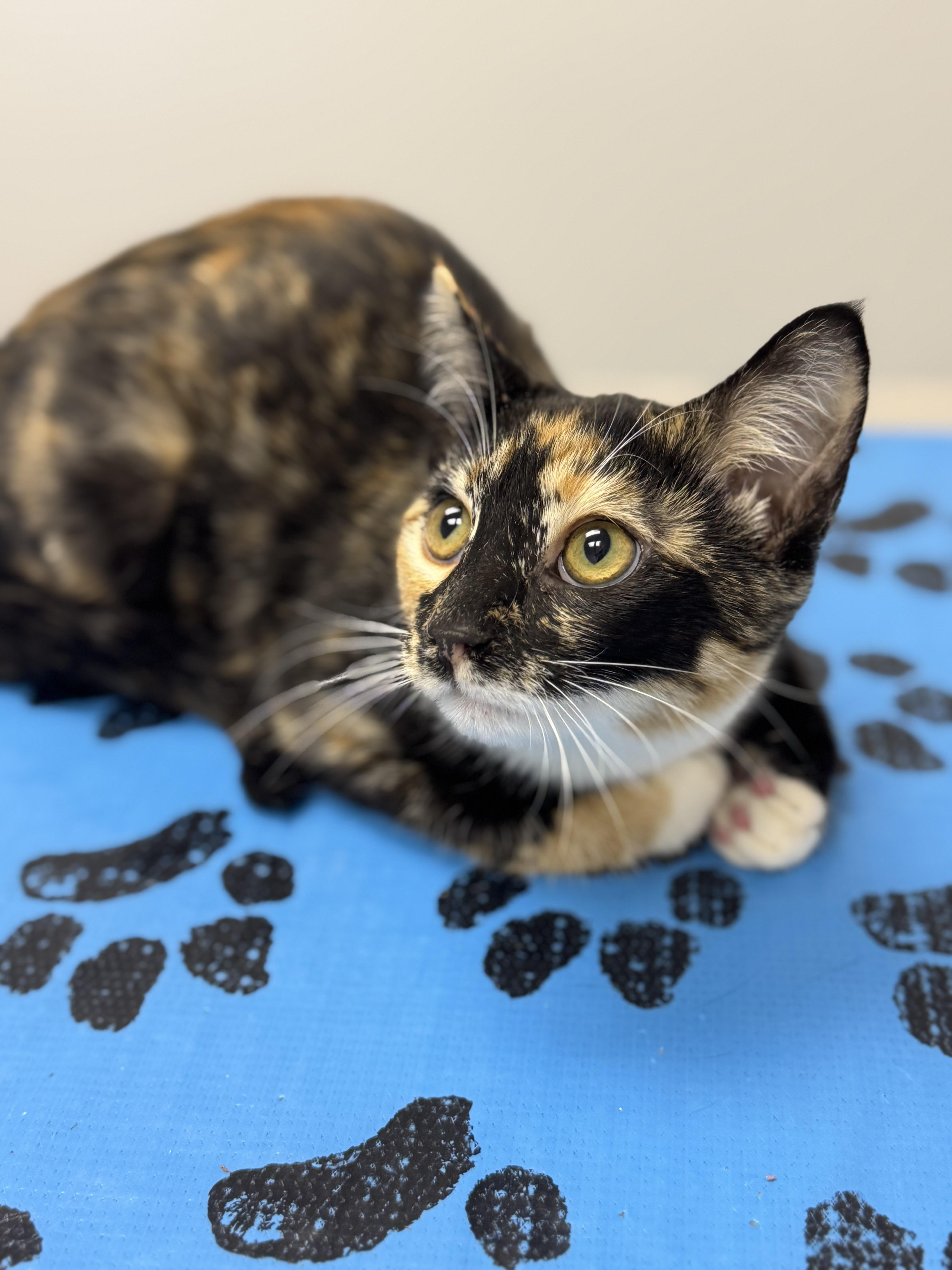 Sami, a Adoptable Domestic Short Hair in Crossville, TN image 2/2