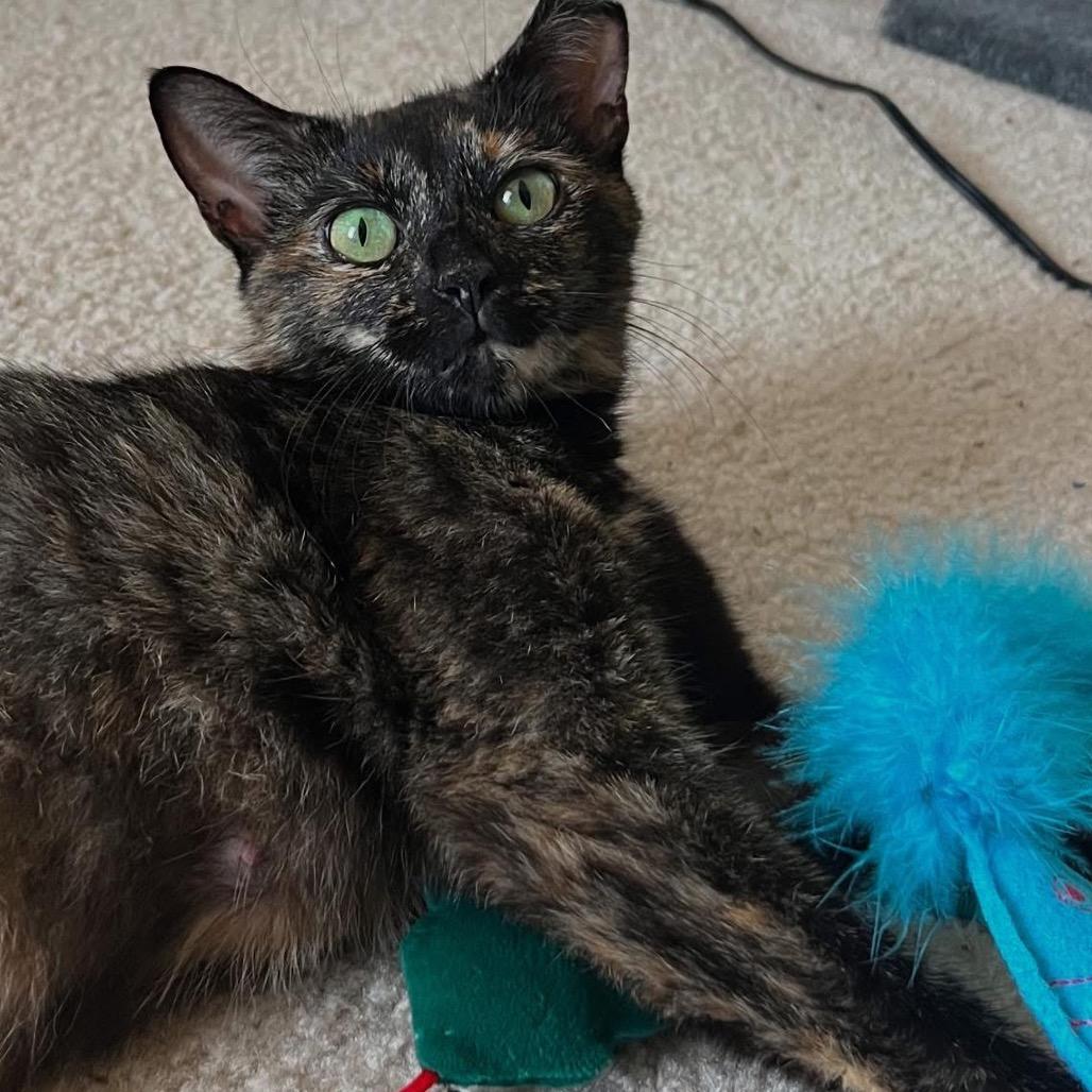 Pumpkin Spice, a Adoptable Domestic Short Hair in Germantown, MD image 1/6