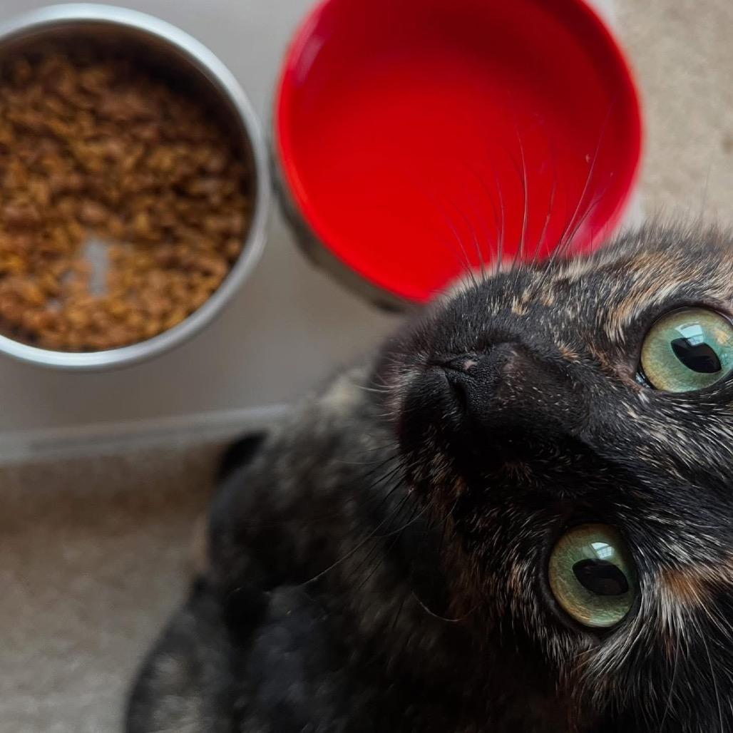 Pumpkin Spice, a Adoptable Domestic Short Hair in Germantown, MD image 3/6