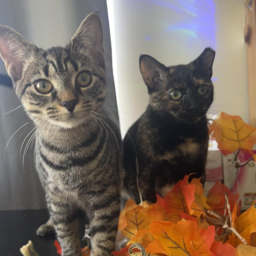 Pumpkin Spice, a Adoptable Domestic Short Hair in Germantown, MD image 4/6