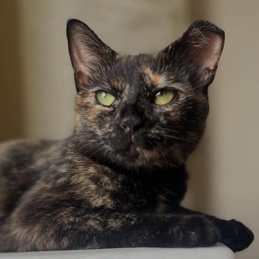 Pumpkin Spice, a Adoptable Domestic Short Hair in Germantown, MD image 5/6