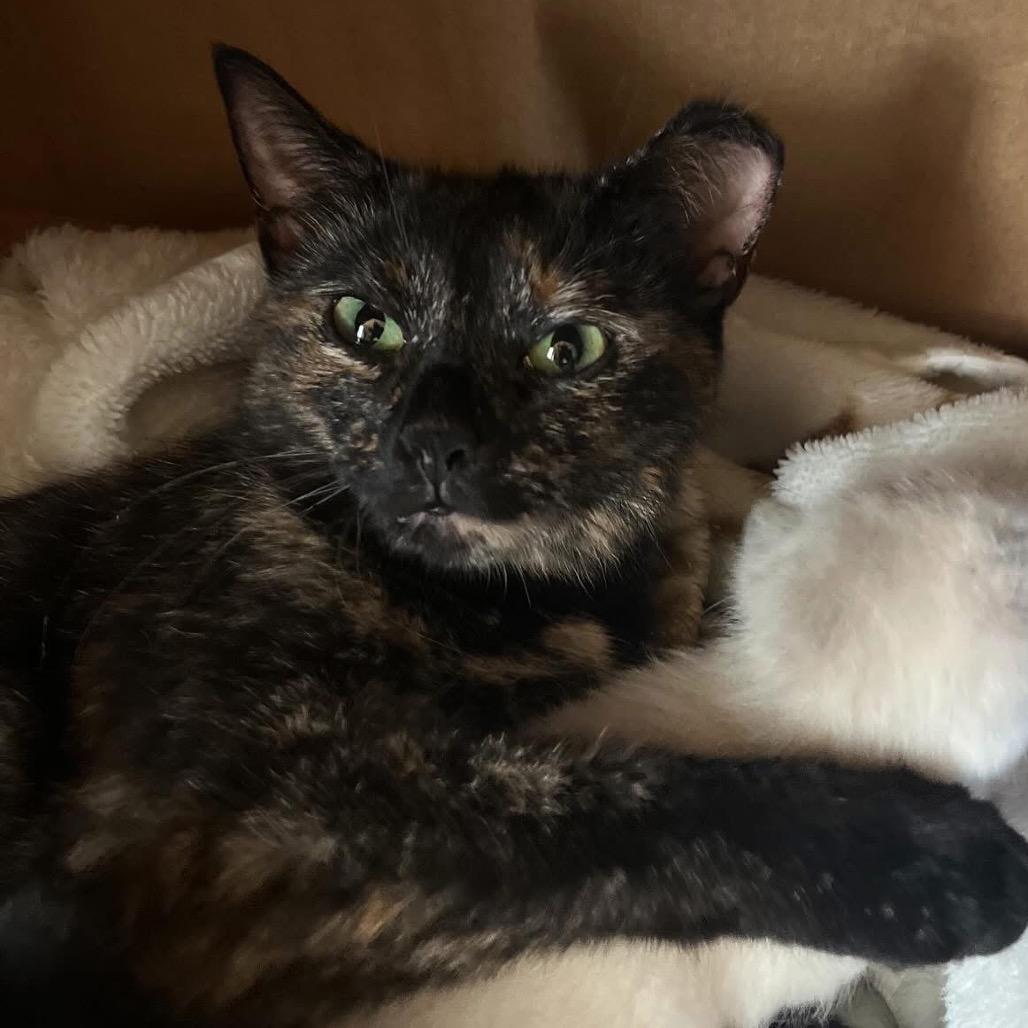 Pumpkin Spice, a Adoptable Domestic Short Hair in Germantown, MD image 6/6