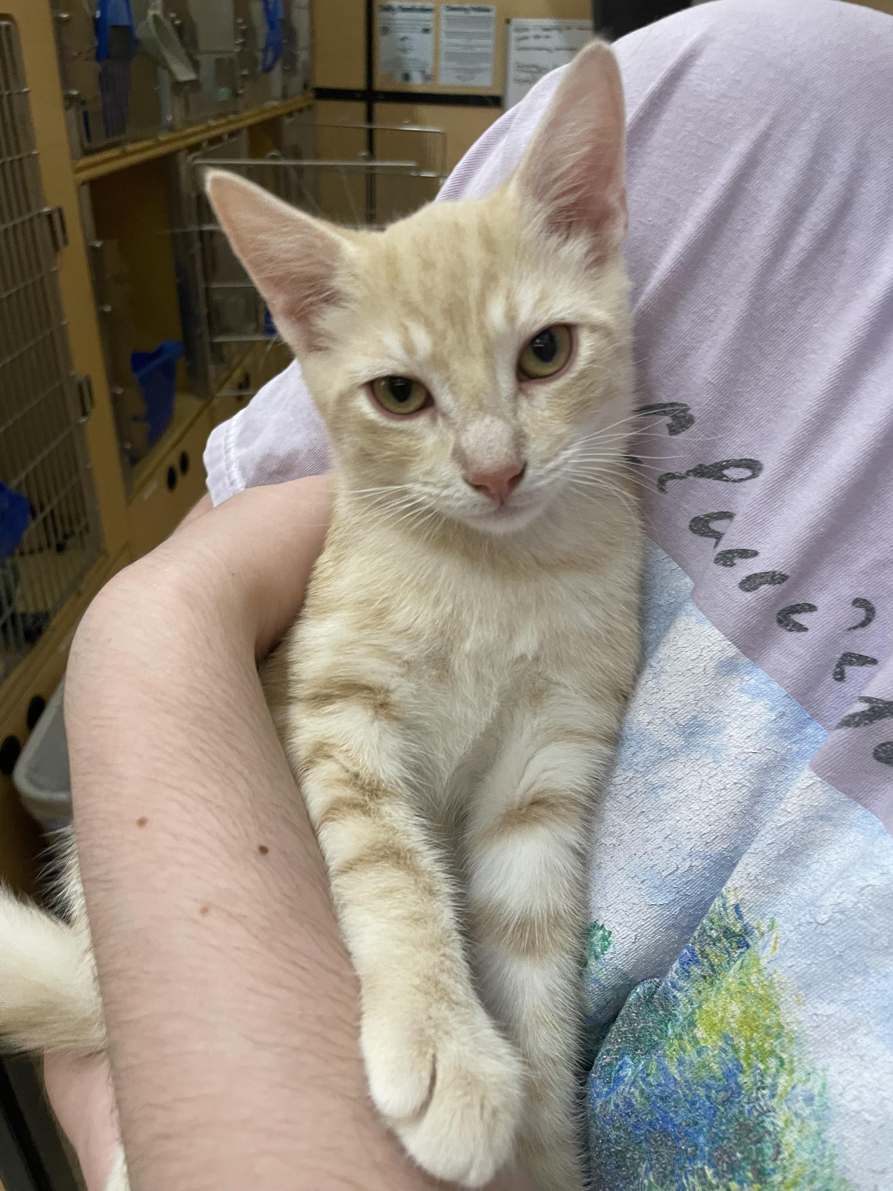 Enlarge Fleming, an adopted mixed breed in Albuquerque, NM image 1/3