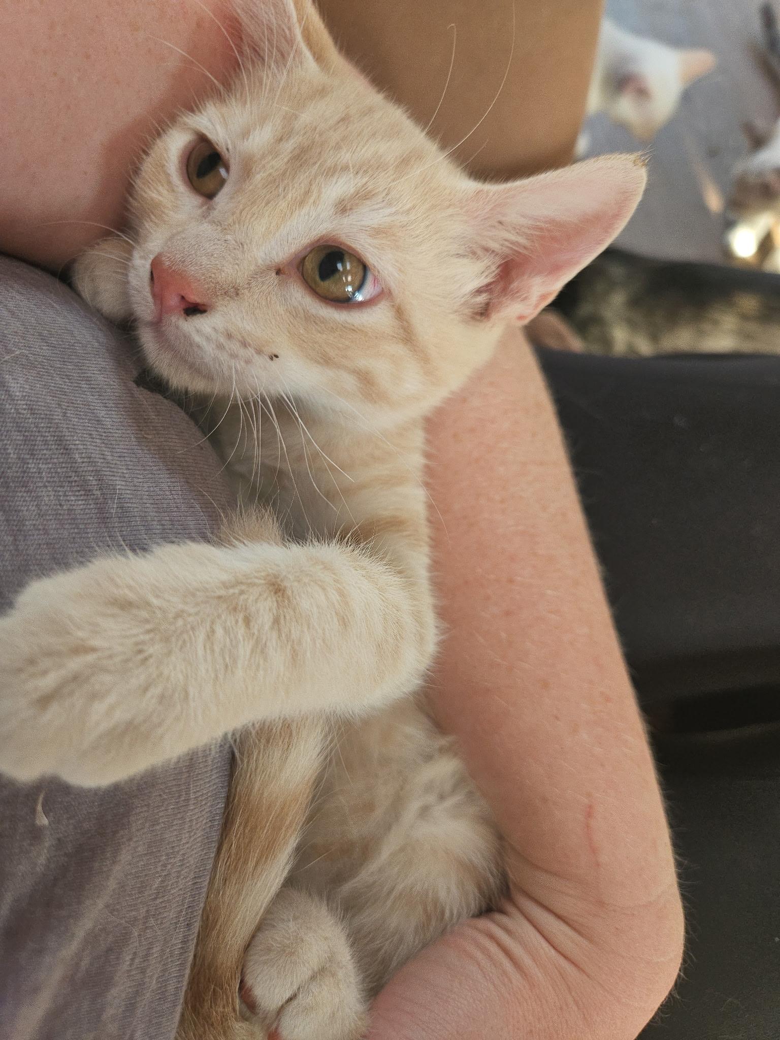Enlarge Fleming, an adopted mixed breed in Albuquerque, NM image 2/3