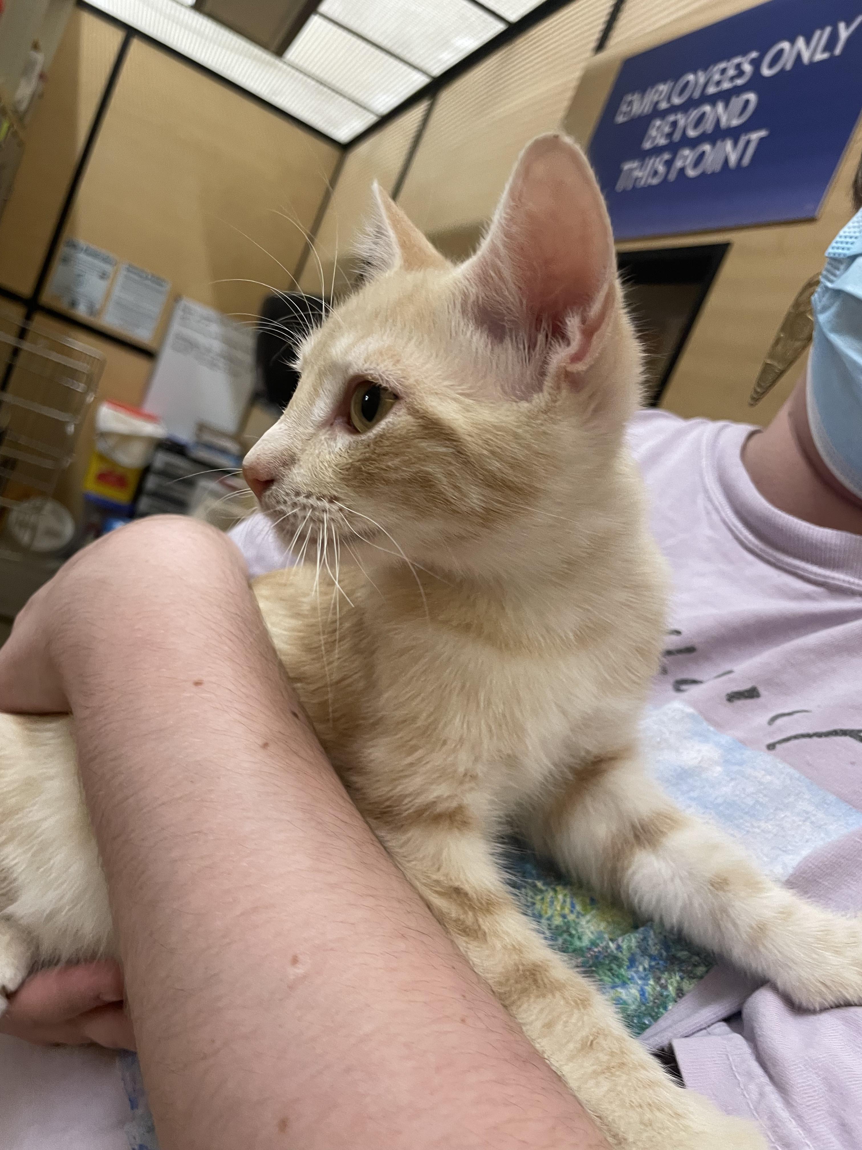 Enlarge Fleming, an adopted mixed breed in Albuquerque, NM image 3/3