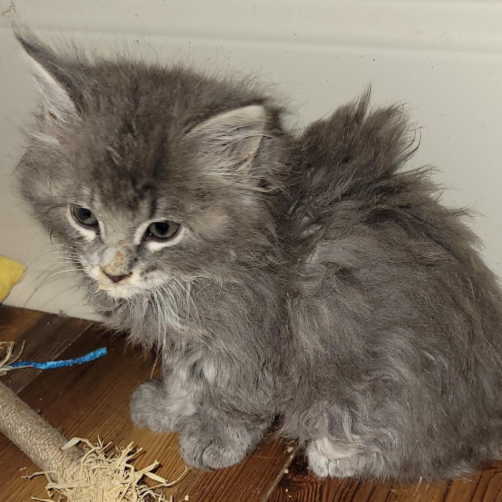 Enlarge Chad, a Adoptable Domestic Long Hair in Ruckersville, VA image 1/1