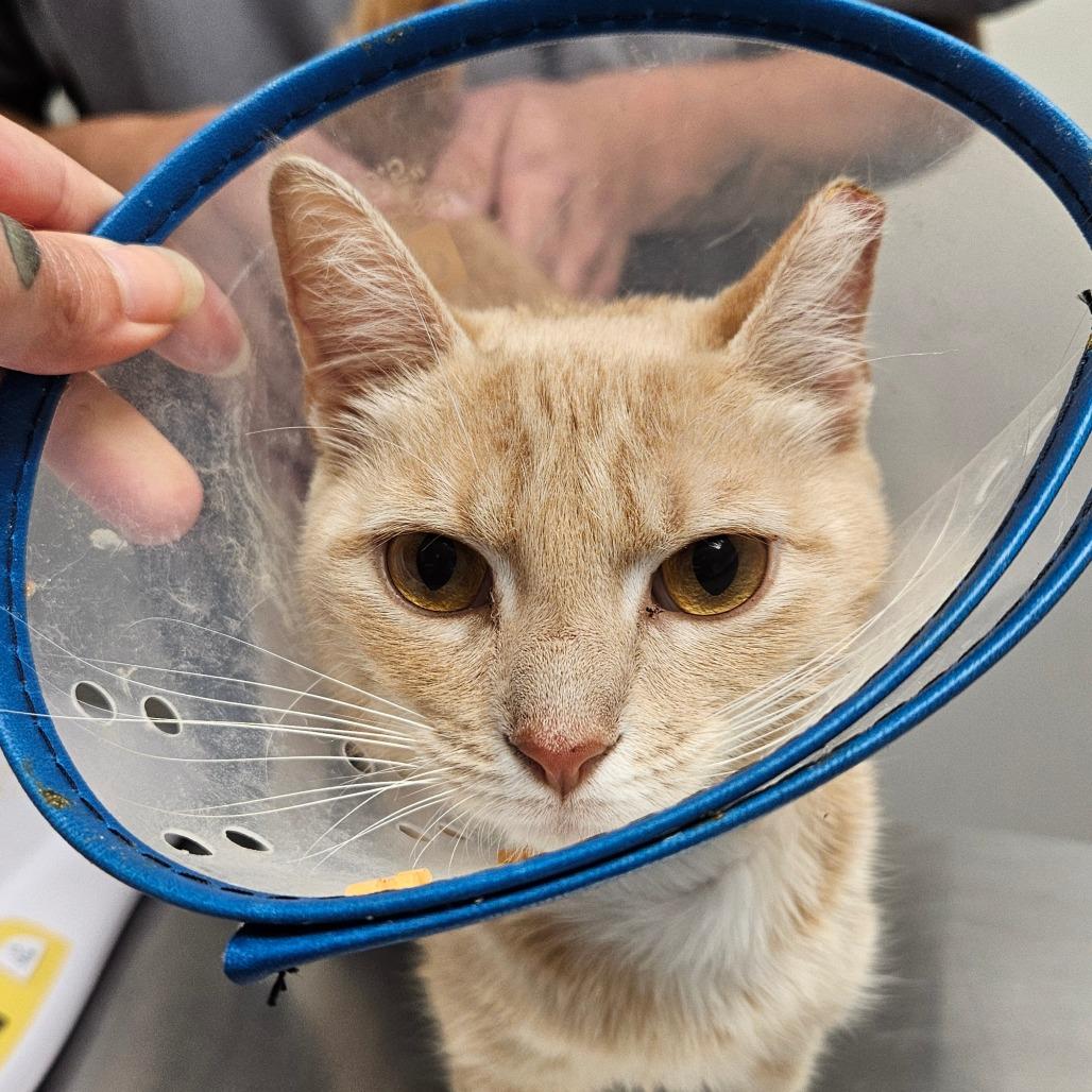 Daphne, Adoptable, Young Female Domestic Short Hair.