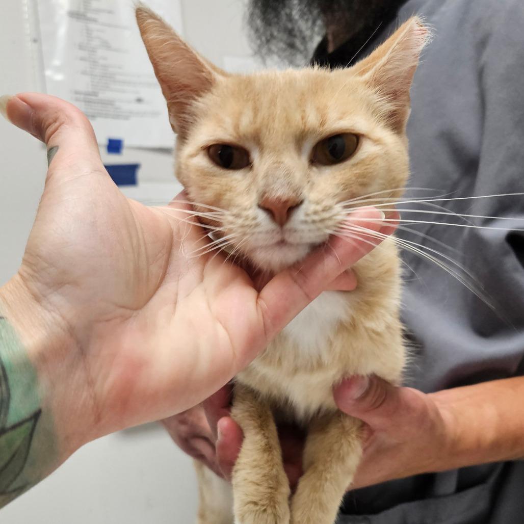 Enlarge Daphne, a Adoptable Domestic Short Hair in Oneonta, NY image 2/2