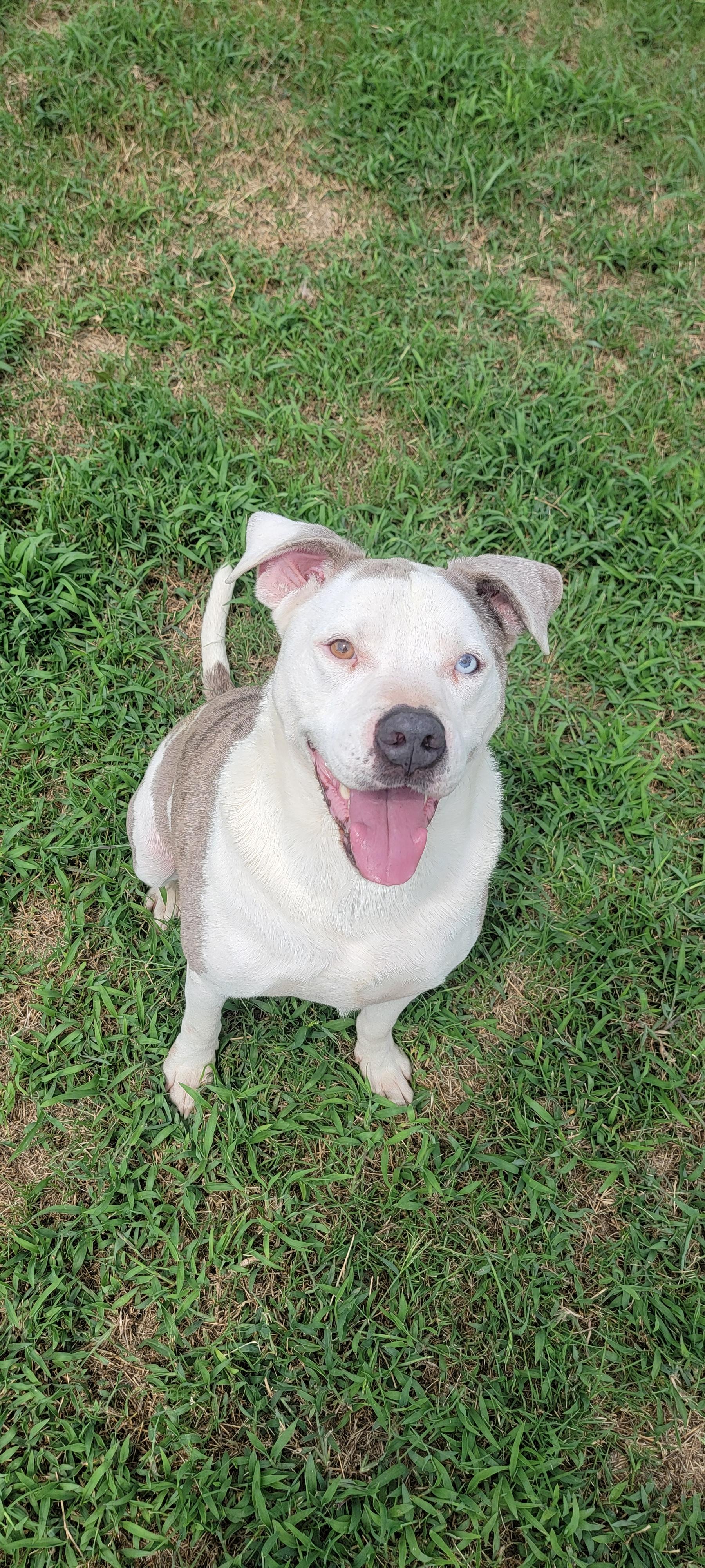 Enlarge Sam, a Adoptable mixed breed in Grand Rapids, MI image 1/4