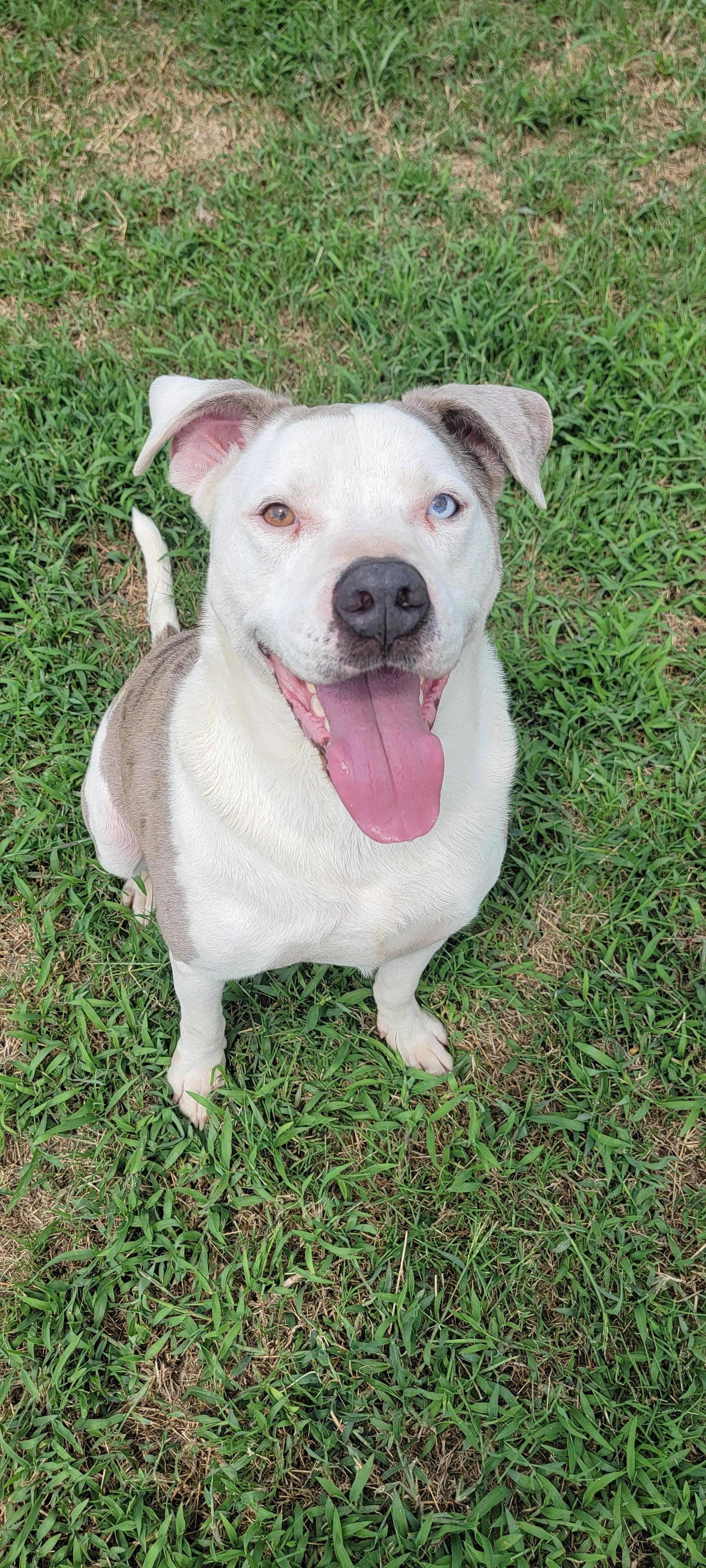 Enlarge Sam, a Adoptable mixed breed in Grand Rapids, MI image 4/4