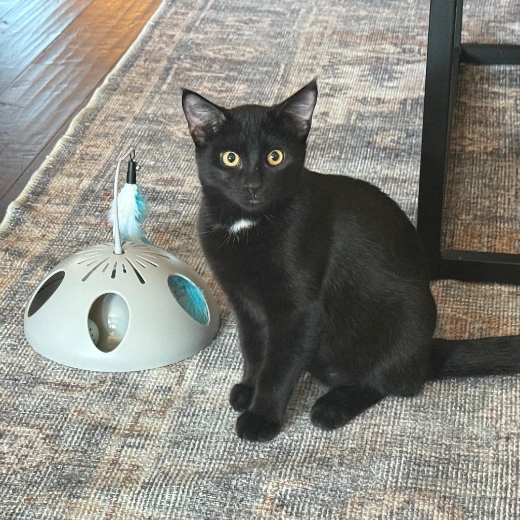 Enlarge Hugo, a Adoptable Domestic Short Hair in Huntsville, AL image 1/6