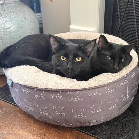 Hugo, Adoptable, Young Male Domestic Short Hair.