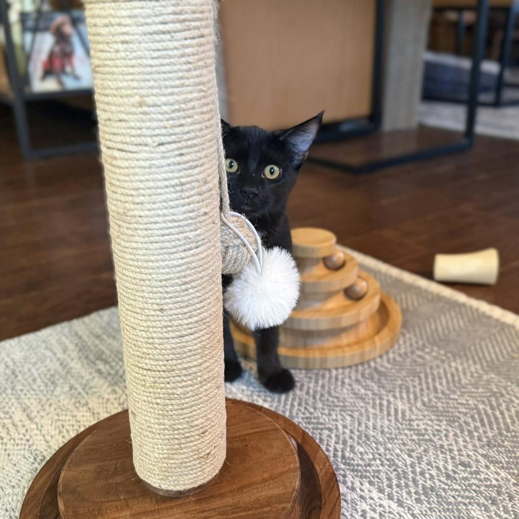 Enlarge Hugo, a Adoptable Domestic Short Hair in Huntsville, AL image 2/6