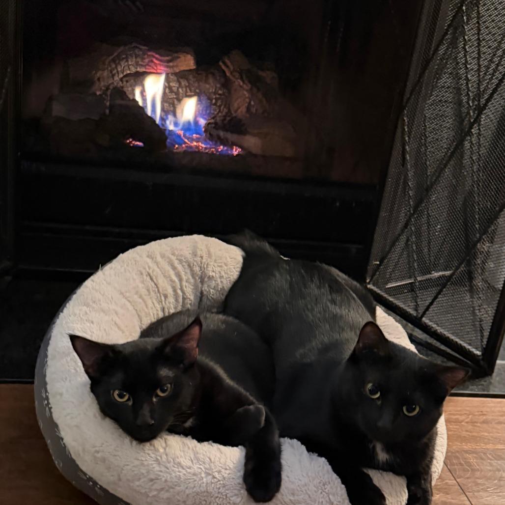 Enlarge Hugo, a Adoptable Domestic Short Hair in Huntsville, AL image 3/6