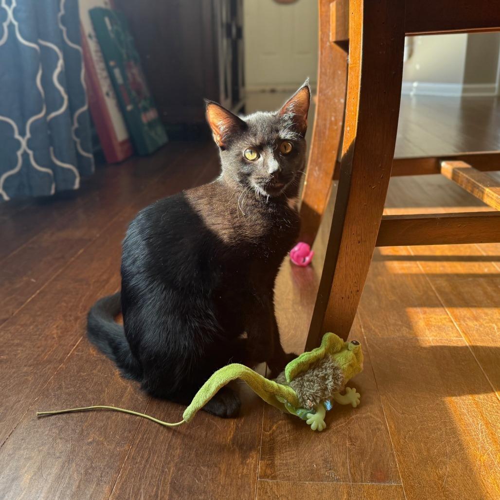 Enlarge Hugo, a Adoptable Domestic Short Hair in Huntsville, AL image 4/6