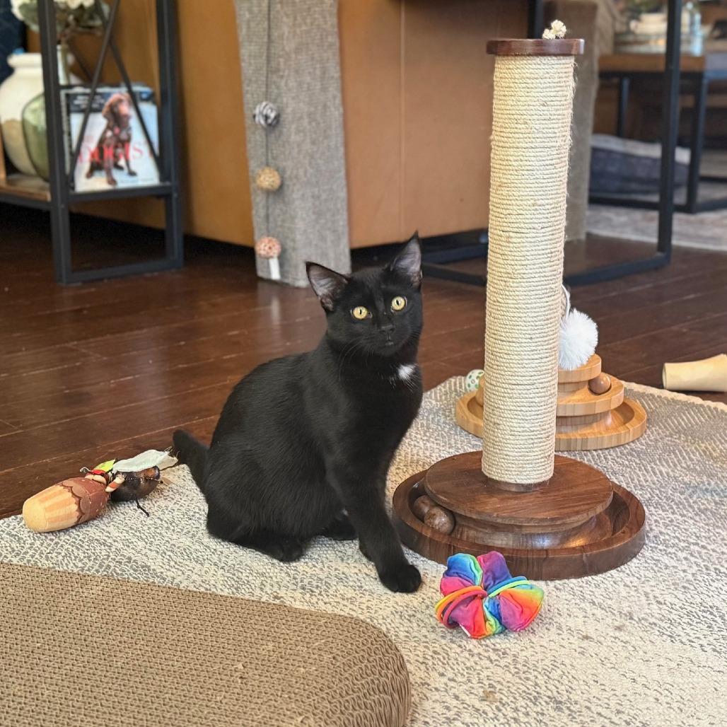 Enlarge Hugo, a Adoptable Domestic Short Hair in Huntsville, AL image 5/6