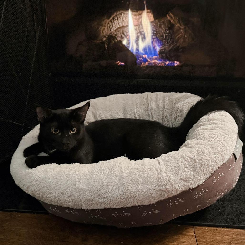 Enlarge Hugo, a Adoptable Domestic Short Hair in Huntsville, AL image 6/6