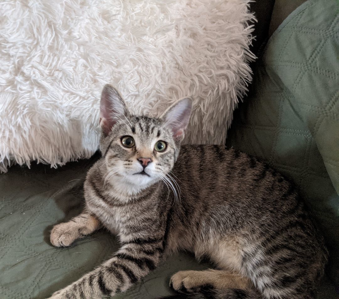 Enlarge Leonardo, a Adopted mixed breed in Des Moines, IA image 1/4