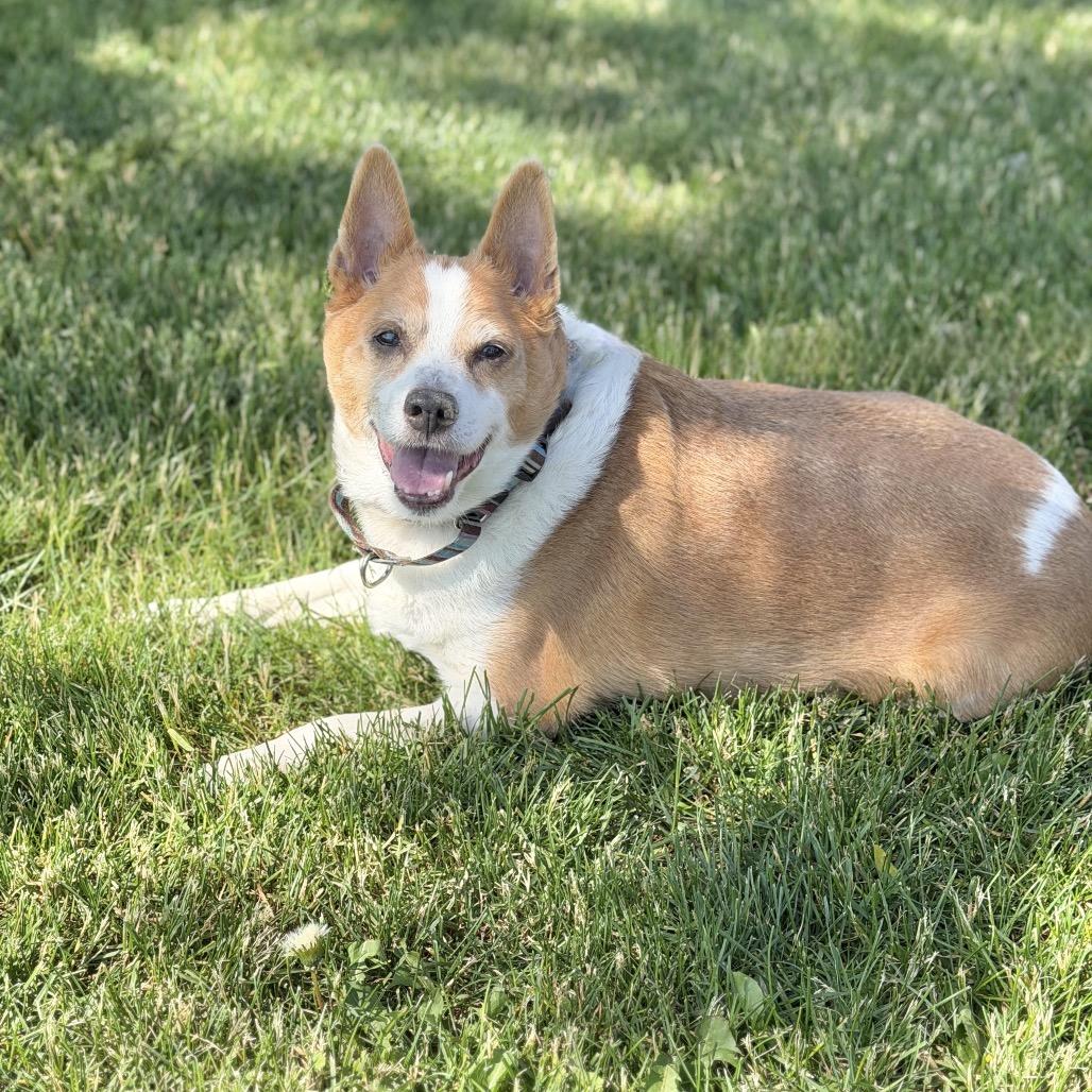 Spike, Adoptable, Senior Male Mixed Breed.