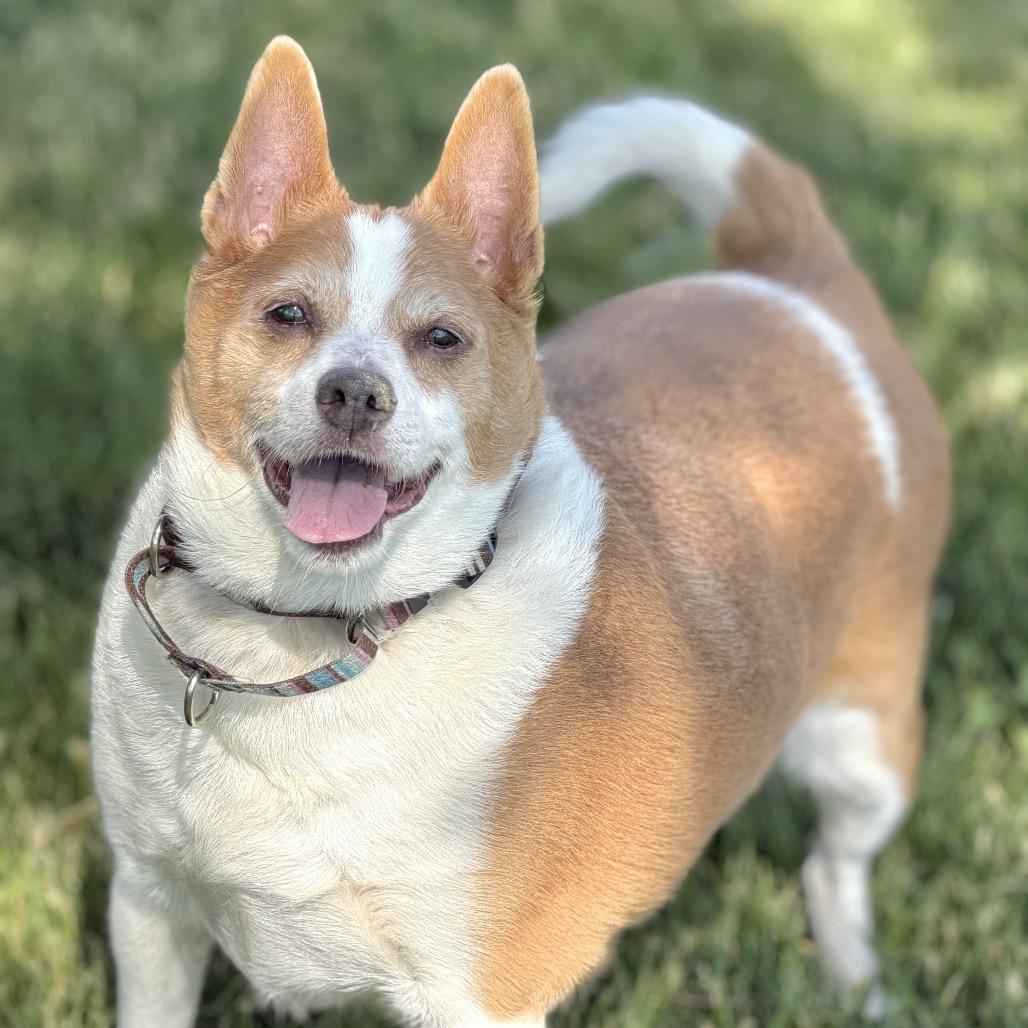 Spike, a Adoptable Mixed Breed in DeKalb, IL image 2/4