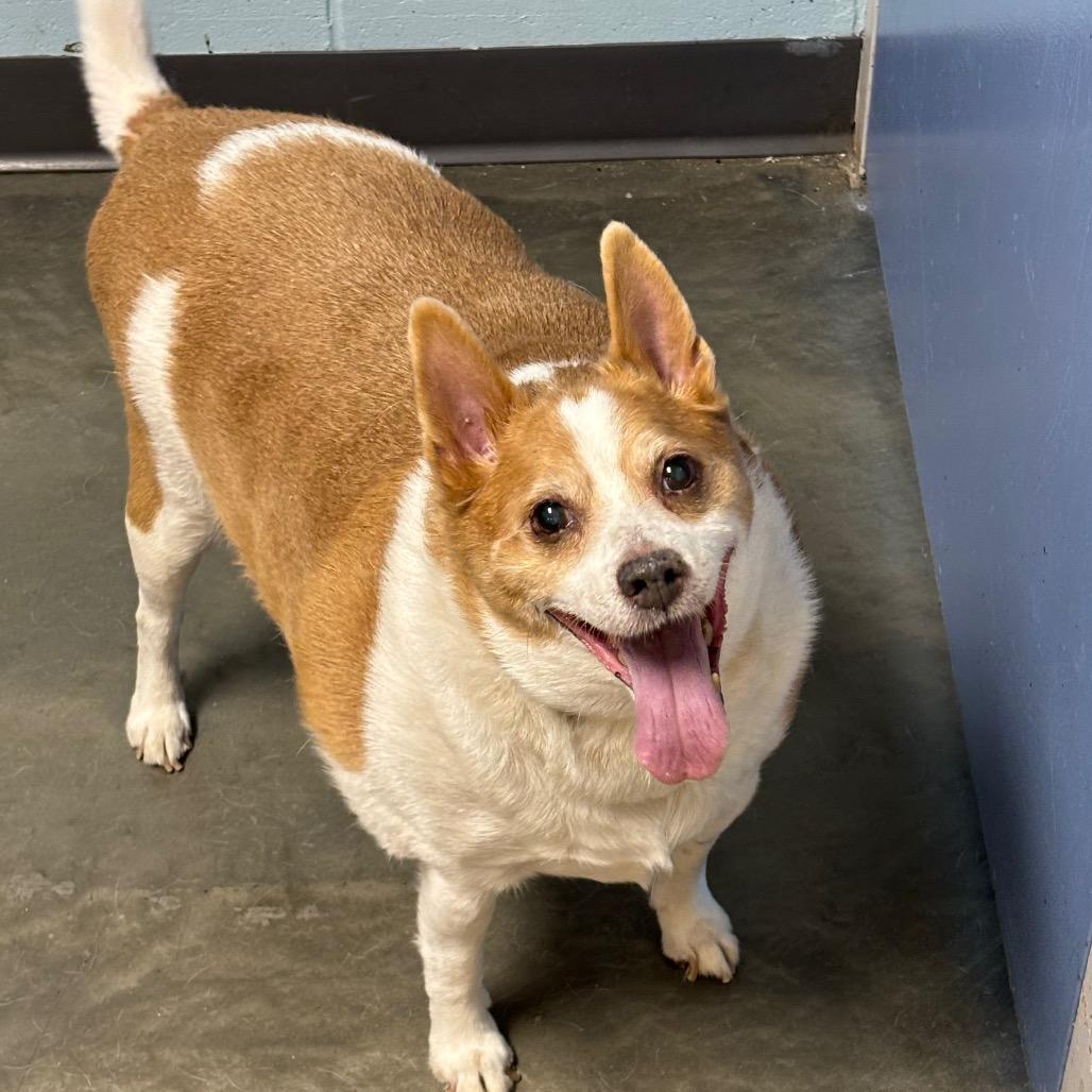 Spike, a Adoptable Mixed Breed in DeKalb, IL image 3/4