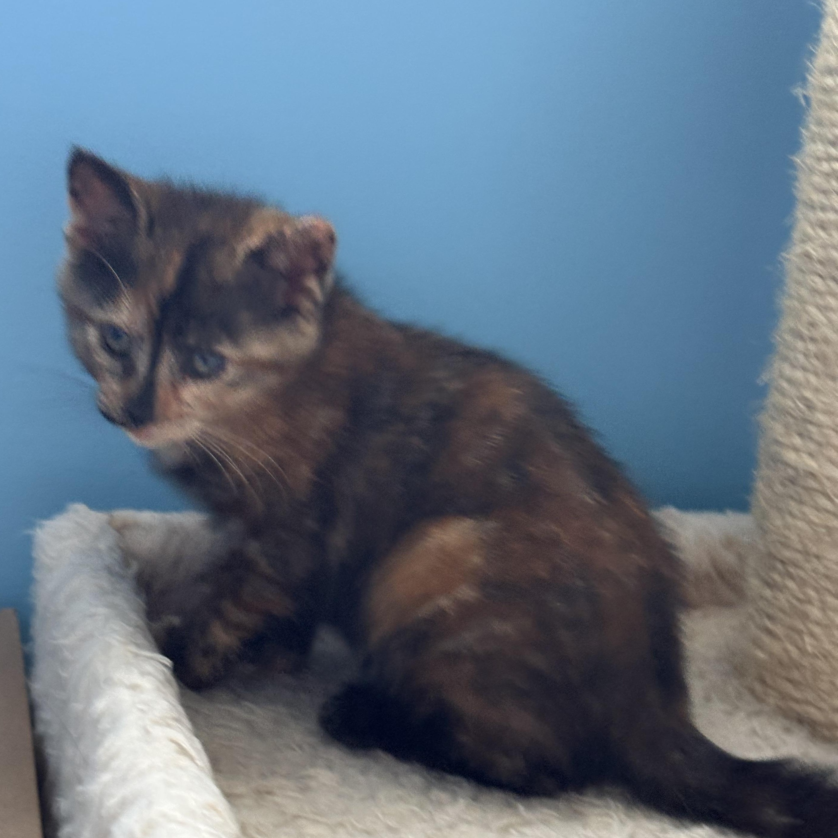 Enlarge Lucie, an adopted Tortoiseshell in Westland, MI image 4/4