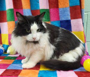 Enlarge Lacy, a ADOPTABLE Domestic Long Hair in Bucyrus, OH image 3/3