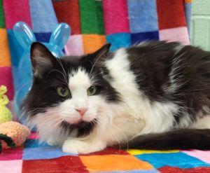 Lacy, ADOPTABLE, Adult Female Domestic Long Hair.