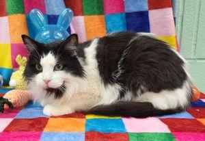 Enlarge Lacy, a ADOPTABLE Domestic Long Hair in Bucyrus, OH image 2/3
