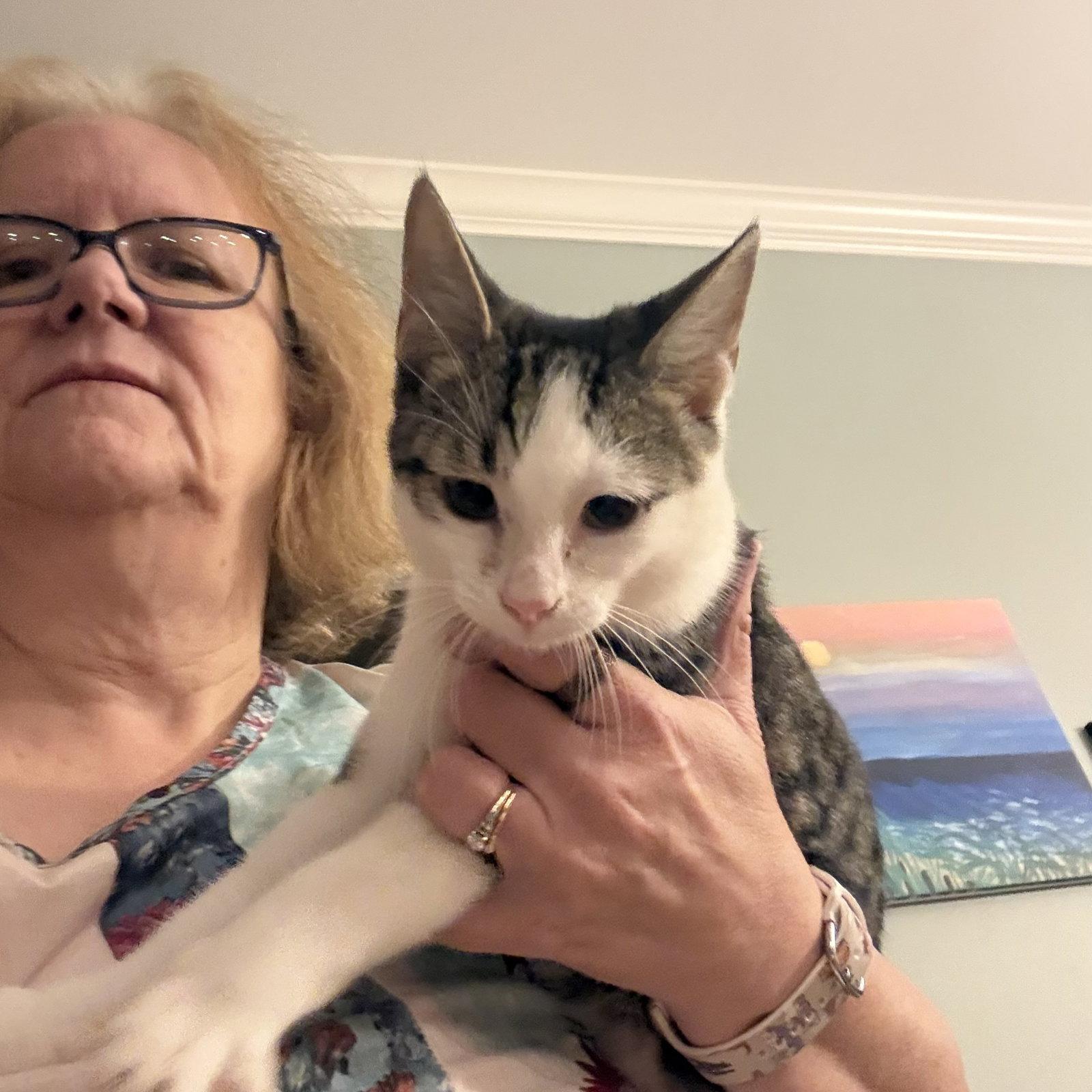 Duncan (th), Adoptable, Kitten Male Domestic Short Hair.