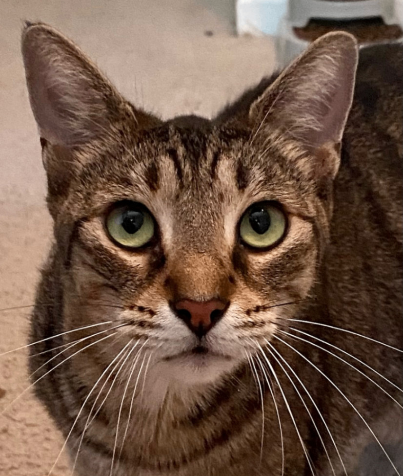 Oliver, a Adoptable Domestic Short Hair in Jacksonville, FL image 1/6