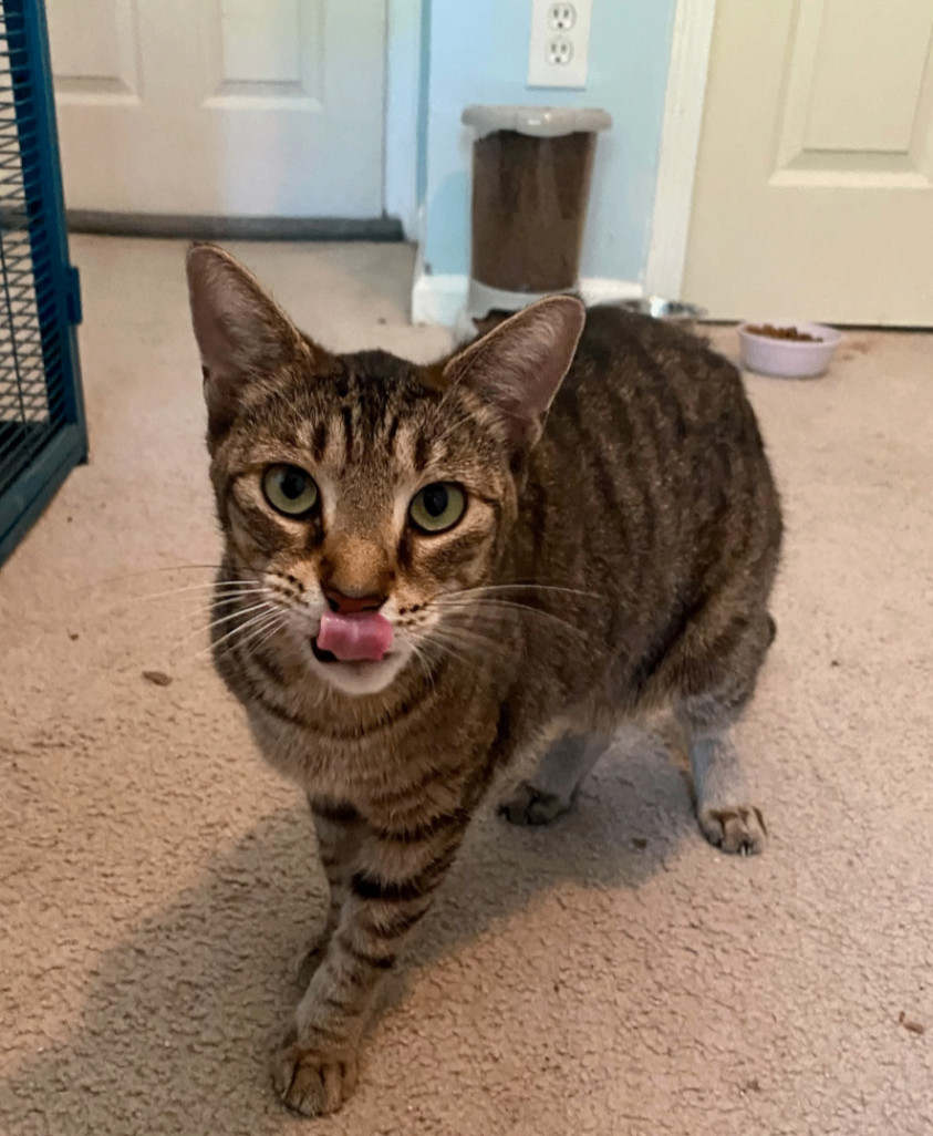 Oliver, a Adoptable Domestic Short Hair in Jacksonville, FL image 2/6