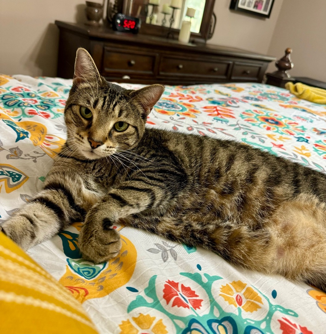 Oliver, a Adoptable Domestic Short Hair in Jacksonville, FL image 3/6