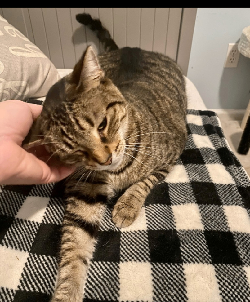 Oliver, a Adoptable Domestic Short Hair in Jacksonville, FL image 4/6