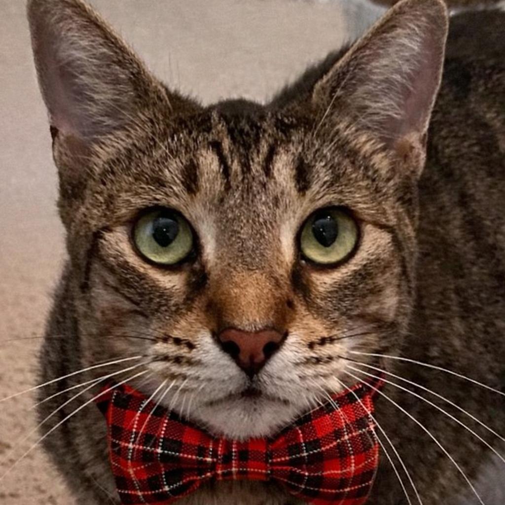 Oliver, Adoptable, Adult Male Domestic Short Hair.