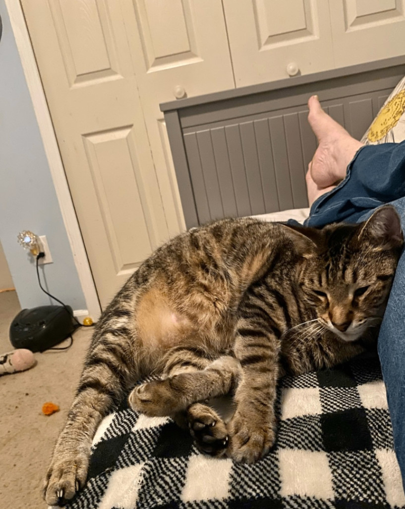 Oliver, a Adoptable Domestic Short Hair in Jacksonville, FL image 5/6