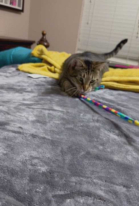 Enlarge Oliver, a Adoptable Domestic Short Hair in Jacksonville, FL video 6/6