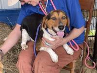Enlarge Willow, an adopted Beagle in Lexington, MA image 3/5