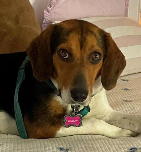 Enlarge Willow, an adopted Beagle in Lexington, MA image 2/5