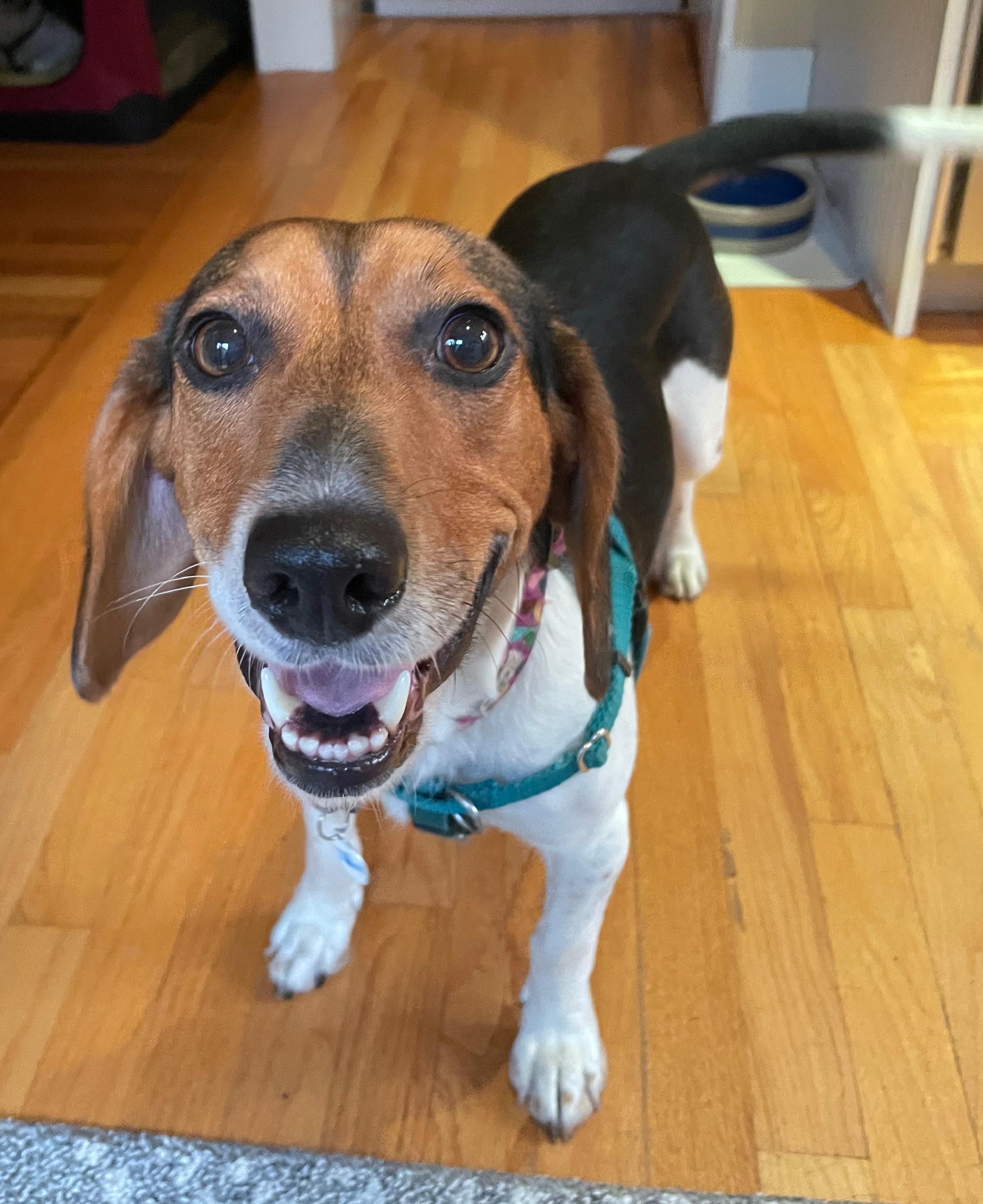 Enlarge Willow, an adopted Beagle in Lexington, MA image 5/5